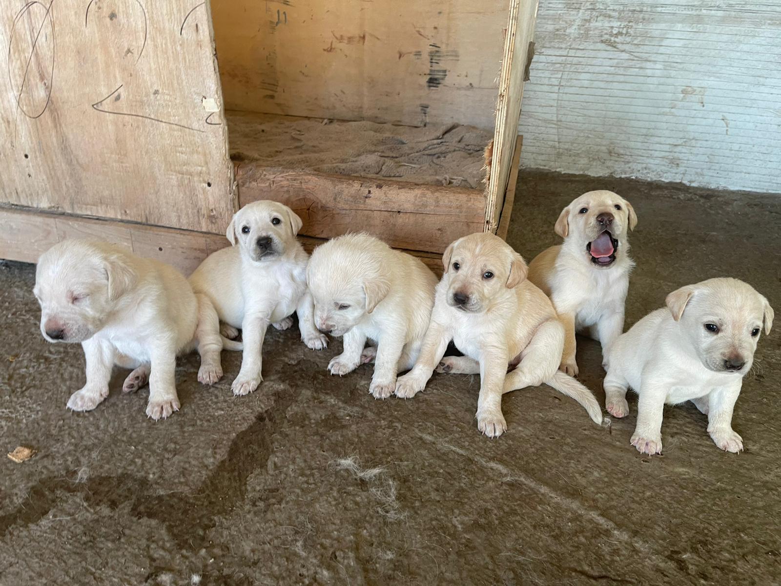 cuccioli in regalo a pistoia